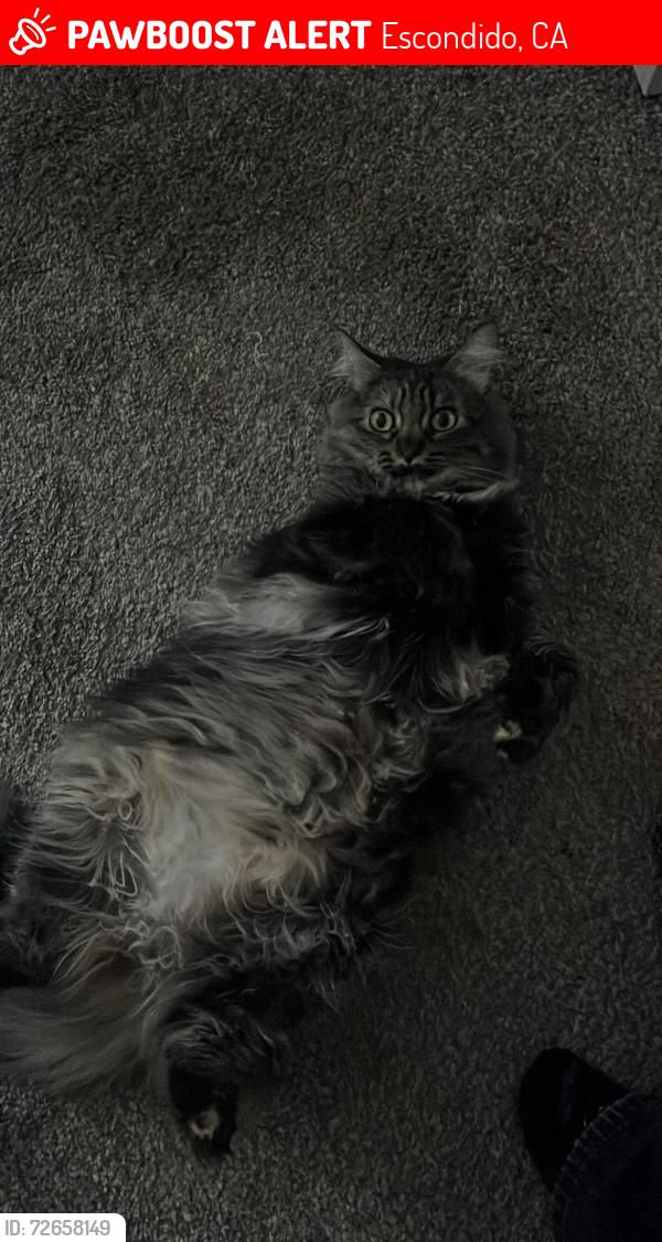 Lost Female Cat last seen Near w el norte pkwy by unit 120, Escondido, CA 92026