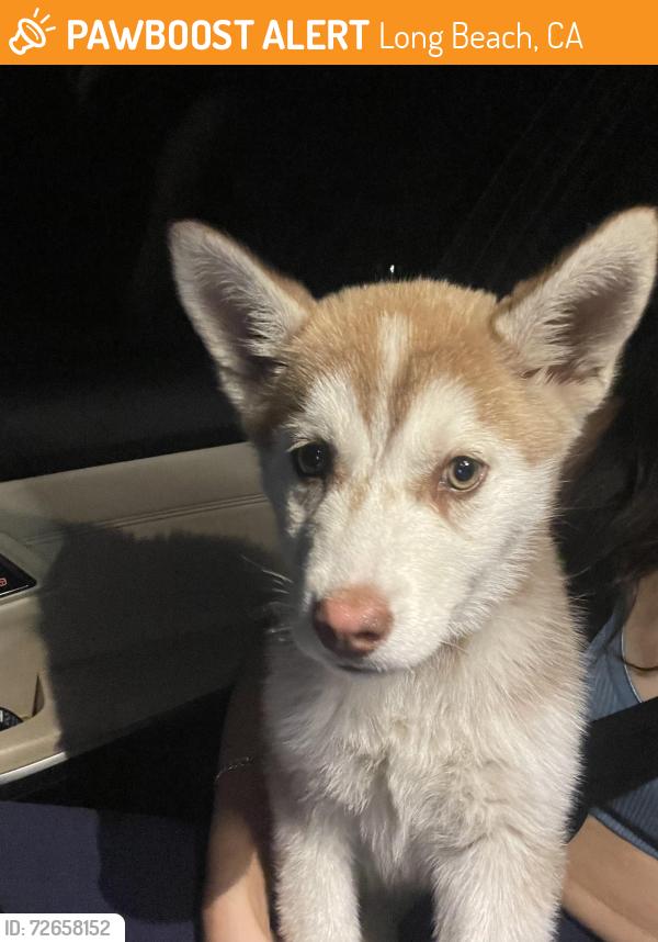 Found/Stray Female Dog last seen Long Beach Blvd & Greenleaf Blvd. , Long Beach, CA 90831