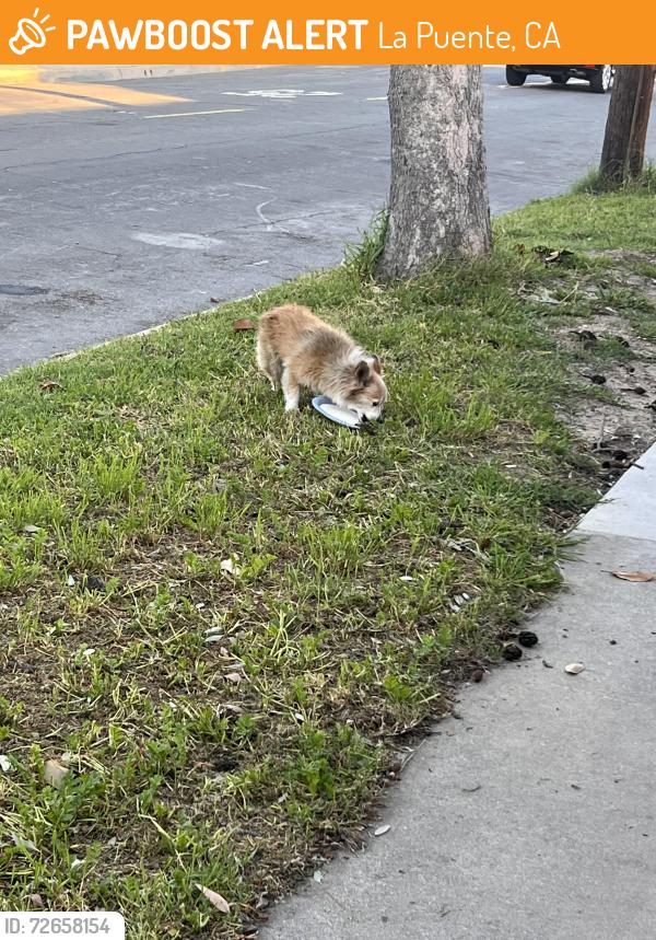 Found/Stray Male Dog last seen Milbury and Rath , La Puente, CA 91746