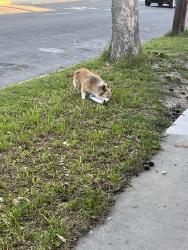 Found/Stray Male Dog last seen Milbury and Rath , La Puente, CA 91746