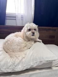 Found/Stray Female Dog last seen Near W  3830 S  West Valley City United States, West Valley City, UT 84120