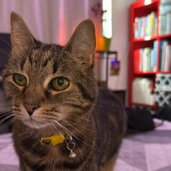 Lost Female Cat last seen Biscayne and 83rd, Miami Shores, FL 33138