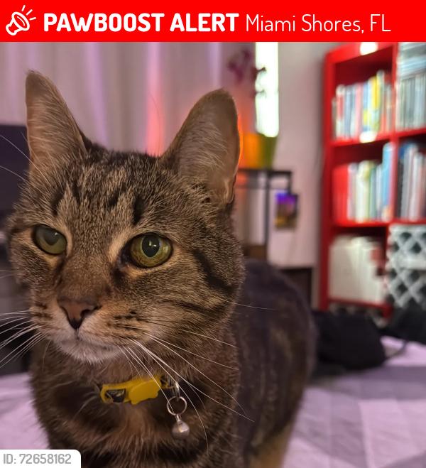 Lost Female Cat last seen Biscayne and 83rd, Miami Shores, FL 33138