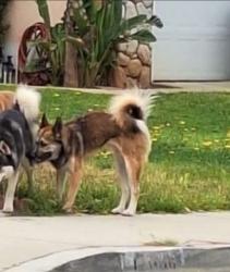 Lost Male Dog last seen Eucalyptus, Moreno Valley, CA 92553
