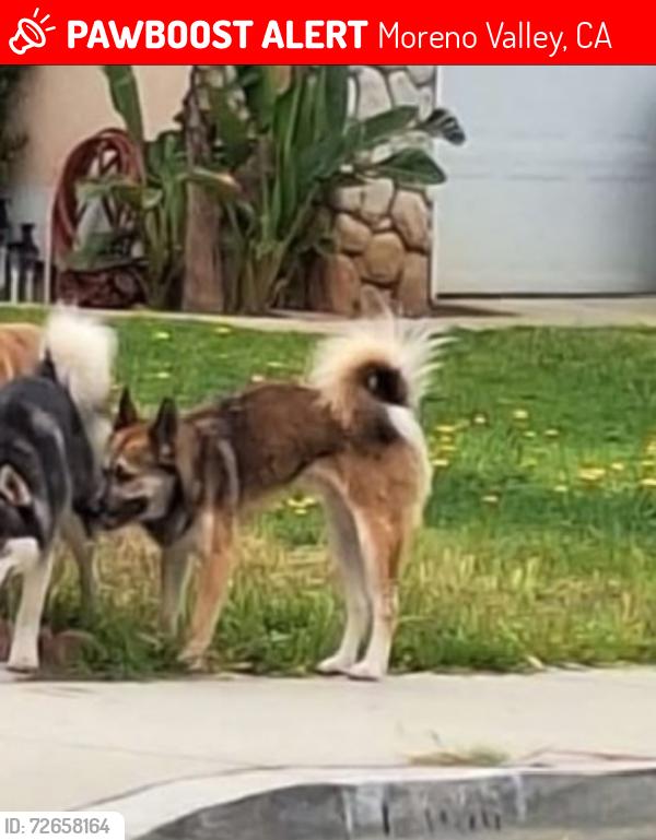 Lost Male Dog last seen Eucalyptus, Moreno Valley, CA 92553