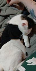 Lost Female Cat last seen South Martin Luther King , Lansing, MI 48911