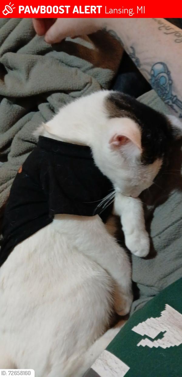 Lost Female Cat last seen South Martin Luther King , Lansing, MI 48911