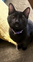 Lost Male Cat last seen Near s sable blvd aurora co, Aurora, CO 80011