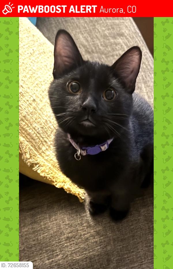 Lost Male Cat last seen Near s sable blvd aurora co, Aurora, CO 80011