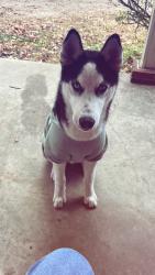 Reunited Male Dog last seen Bensley park, Richmond, VA 23237