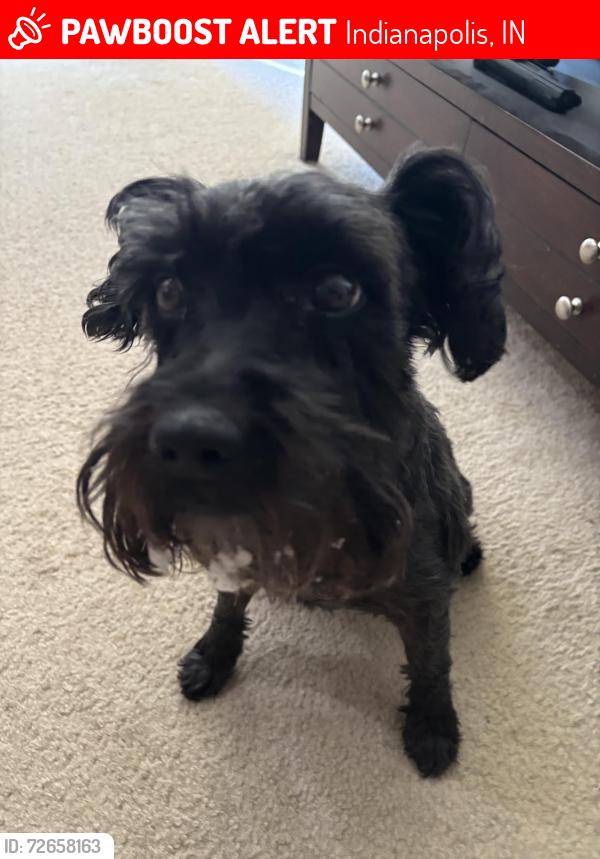 Lost Female Dog last seen Thompson Rd and South 5 Points Rd., Indianapolis, IN 46239