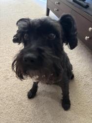 Lost Female Dog last seen Thompson Rd and South 5 Points Rd., Indianapolis, IN 46239