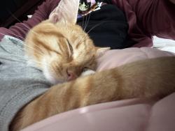 Lost Male Cat last seen Park, San Pablo, CA 94806