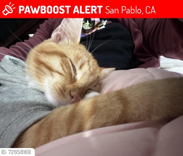 Lost Male Cat last seen Park, San Pablo, CA 94806