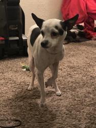 Found/Stray Male Dog last seen Montview and Dayton, Aurora, CO 80010