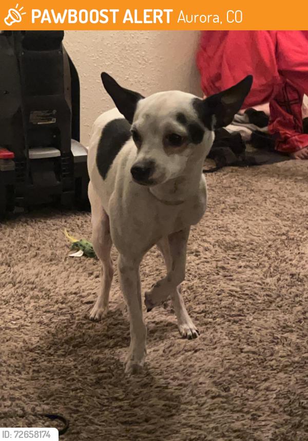 Found/Stray Male Dog last seen Montview and Dayton, Aurora, CO 80010