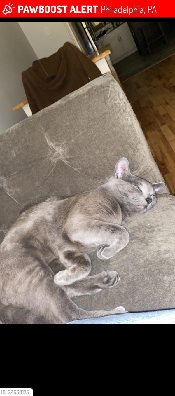 Lost Male Cat last seen Near percy street Philadelphia , Philadelphia, PA 19148