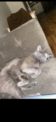 Lost Male Cat last seen Near percy street Philadelphia , Philadelphia, PA 19148