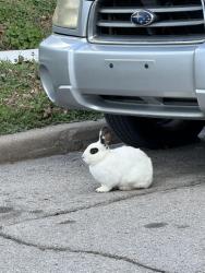 Found/Stray Unknown Rabbit last seen Near S Gary Ave, Tulsa, OK 74104