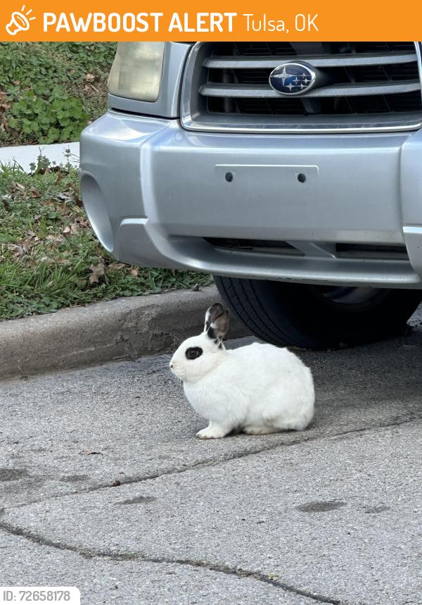 Found/Stray Unknown Rabbit last seen Near S Gary Ave, Tulsa, OK 74104