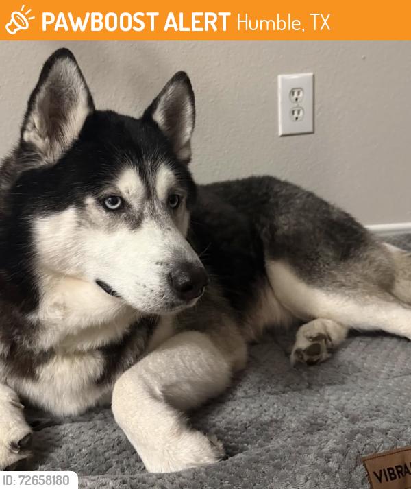 Found/Stray Male Dog last seen n/a, Humble, TX 77347