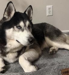 Found/Stray Male Dog last seen n/a, Humble, TX 77347
