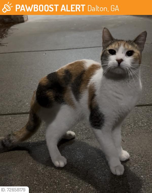 Found/Stray Female Cat last seen Near crown mill apmts , Dalton, GA 30720