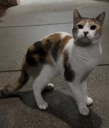 Found/Stray Female Cat last seen Near crown mill apmts , Dalton, GA 30720