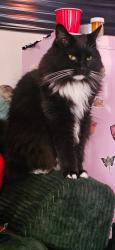 Lost Female Cat last seen She was adopted from Papago Park humane society , Phoenix, AZ 85015