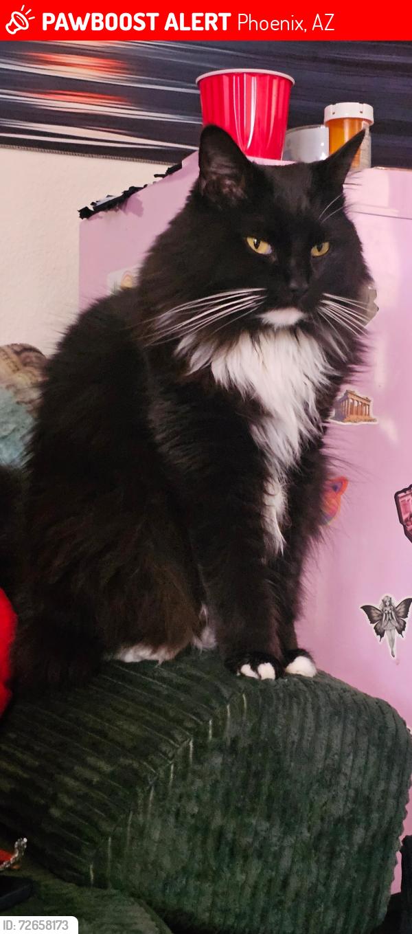 Lost Female Cat last seen She was adopted from Papago Park humane society , Phoenix, AZ 85015