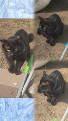 Found/Stray Male Cat last seen N ACACIA AVE, San Bernardino, CA 92407