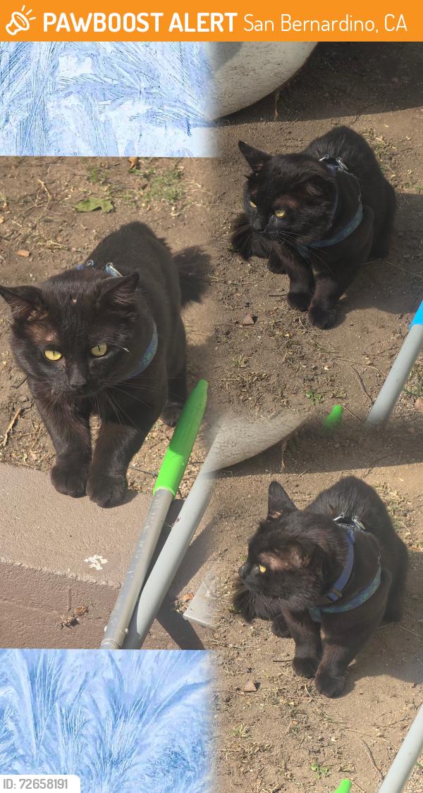 Found/Stray Male Cat last seen N ACACIA AVE, San Bernardino, CA 92407