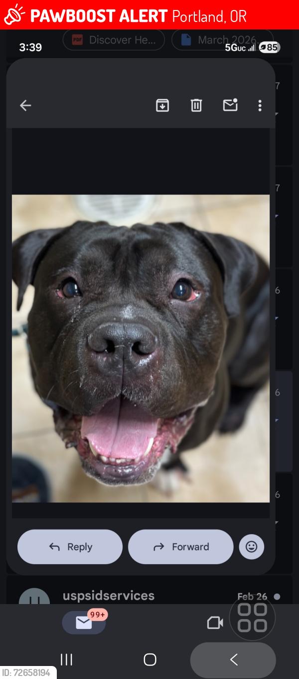 Lost Male Dog last seen Foster area, Portland, OR 97204