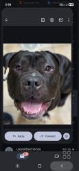 Lost Male Dog last seen Foster area, Portland, OR 97204