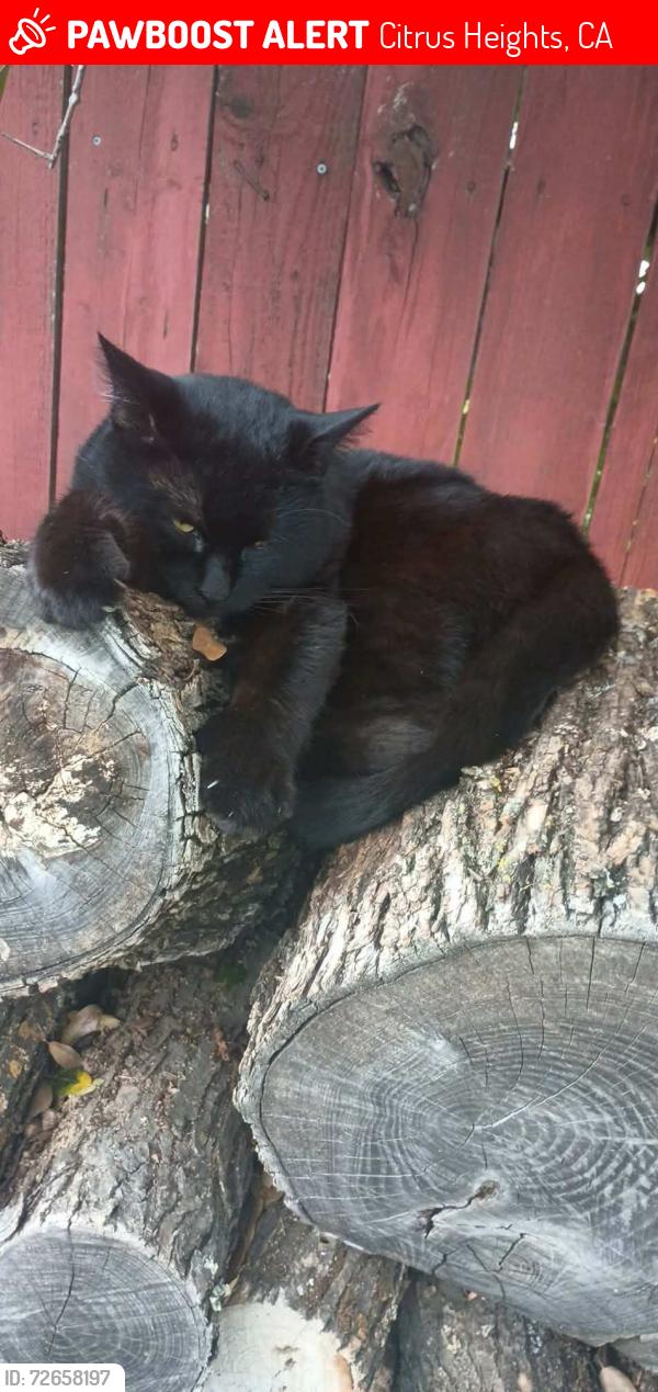 Lost Male Cat last seen Citrus Heights , Citrus Heights, CA 95621