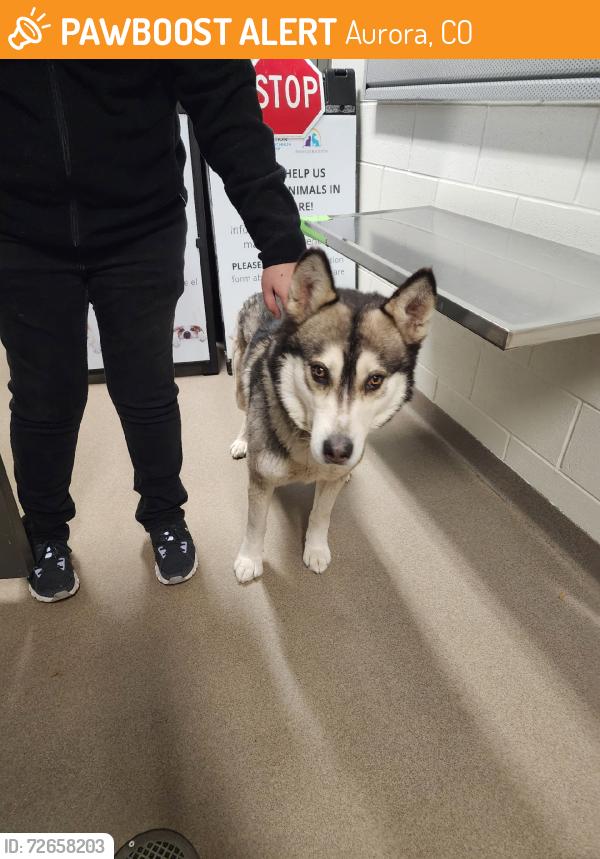 Found/Stray Male Dog last seen Havana & E Idaho Pl, Aurora, CO 80012