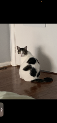 Lost Female Cat last seen Near kirk wood dr, Stafford, TX 77477