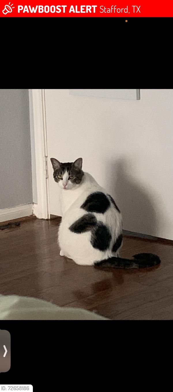 Lost Female Cat last seen Near kirk wood dr, Stafford, TX 77477