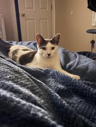 Lost Male Cat last seen East carter middle school, Grayson, KY 41143