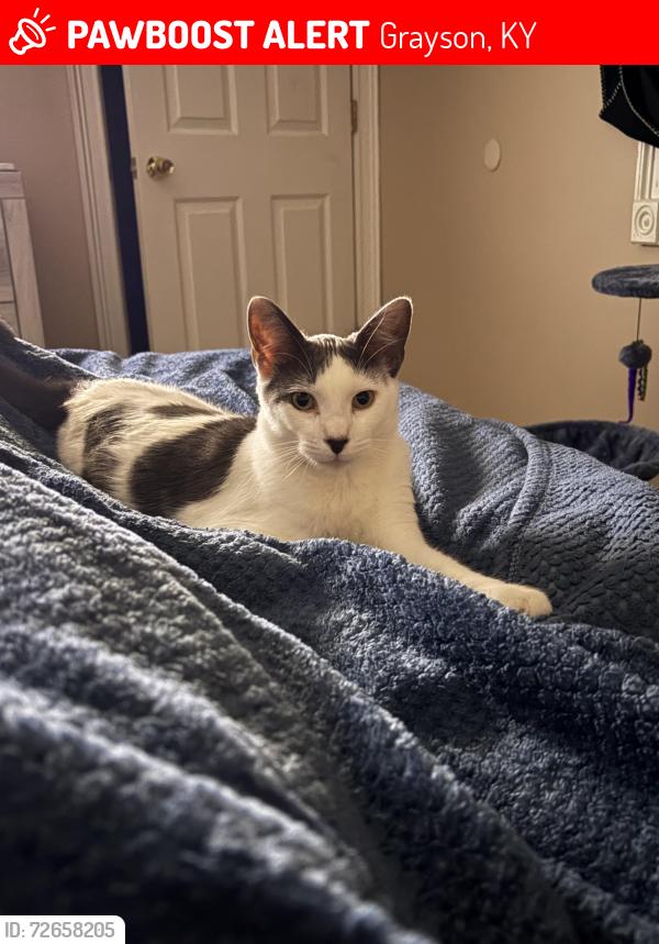 Lost Male Cat last seen East carter middle school, Grayson, KY 41143