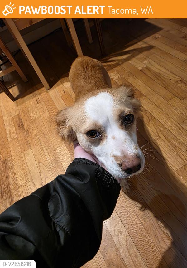 Found/Stray Female Dog last seen S wright ave and s j st, Tacoma, WA 98418