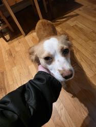 Found/Stray Female Dog last seen S wright ave and s j st, Tacoma, WA 98418