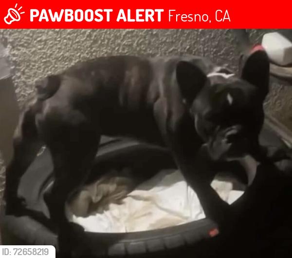 Lost Male Dog last seen Golden State blvd, Fresno, CA 93725