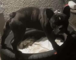 Lost Male Dog last seen Golden State blvd, Fresno, CA 93725