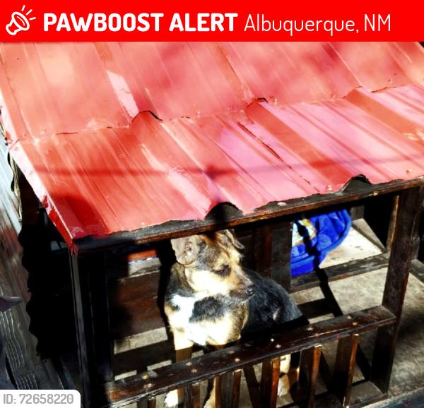 Lost Female Dog last seen Morris and haines Ave NE , Albuquerque, NM 87112