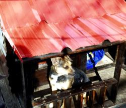 Lost Female Dog last seen Morris and haines Ave NE , Albuquerque, NM 87112