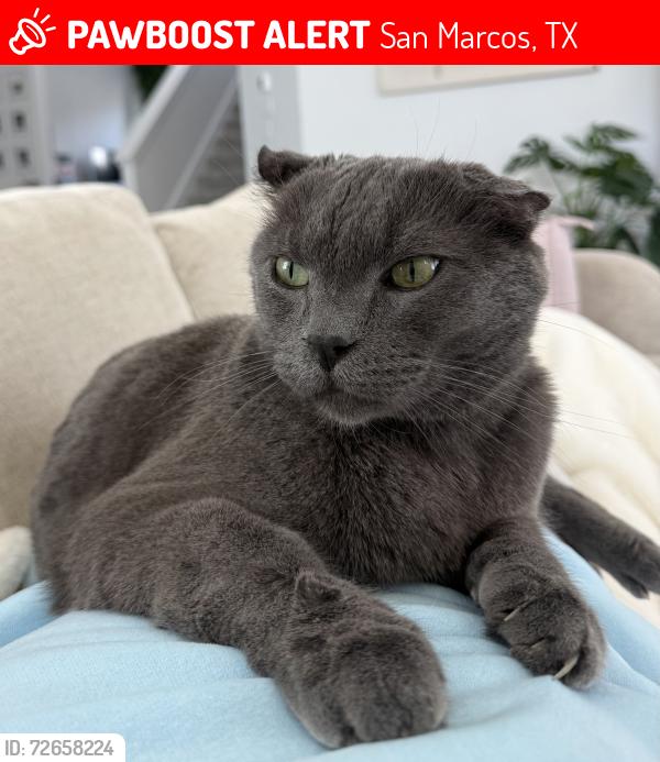 Lost Male Cat last seen Trace Community San Marcos, Tx, San Marcos, TX 78666