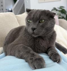 Lost Male Cat last seen Trace Community San Marcos, Tx, San Marcos, TX 78666