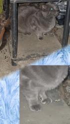 Found/Stray Female Cat last seen N ACACIA AVE AND 40TH ST SAN BERNARDINO CA 92407, San Bernardino, CA 92405