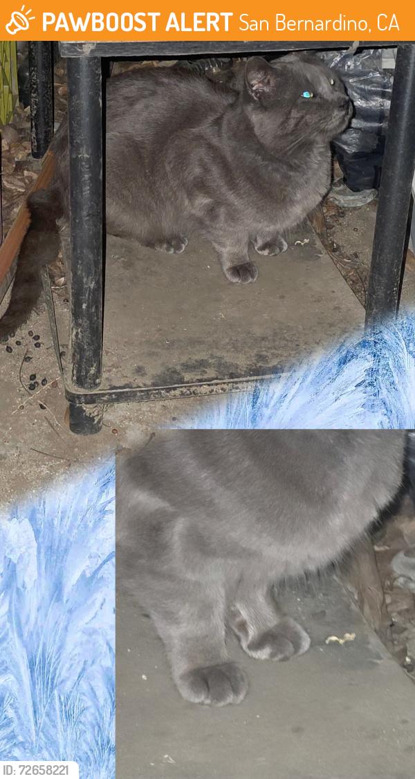 Found/Stray Female Cat last seen N ACACIA AVE AND 40TH ST SAN BERNARDINO CA 92407, San Bernardino, CA 92405